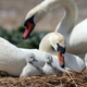 Illustration for article titled New York Proposes Eliminating All the Shitty State Swans